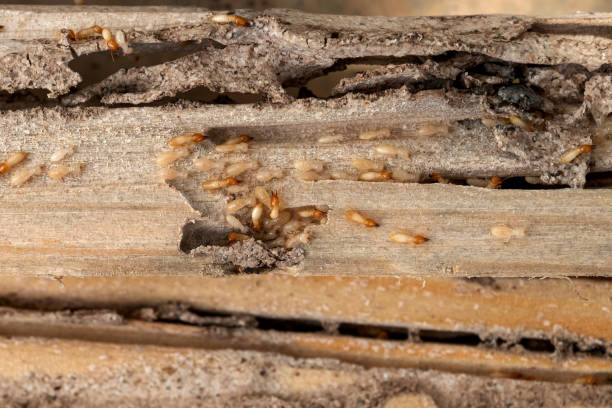  Clintonville, WI Pest Control Pros